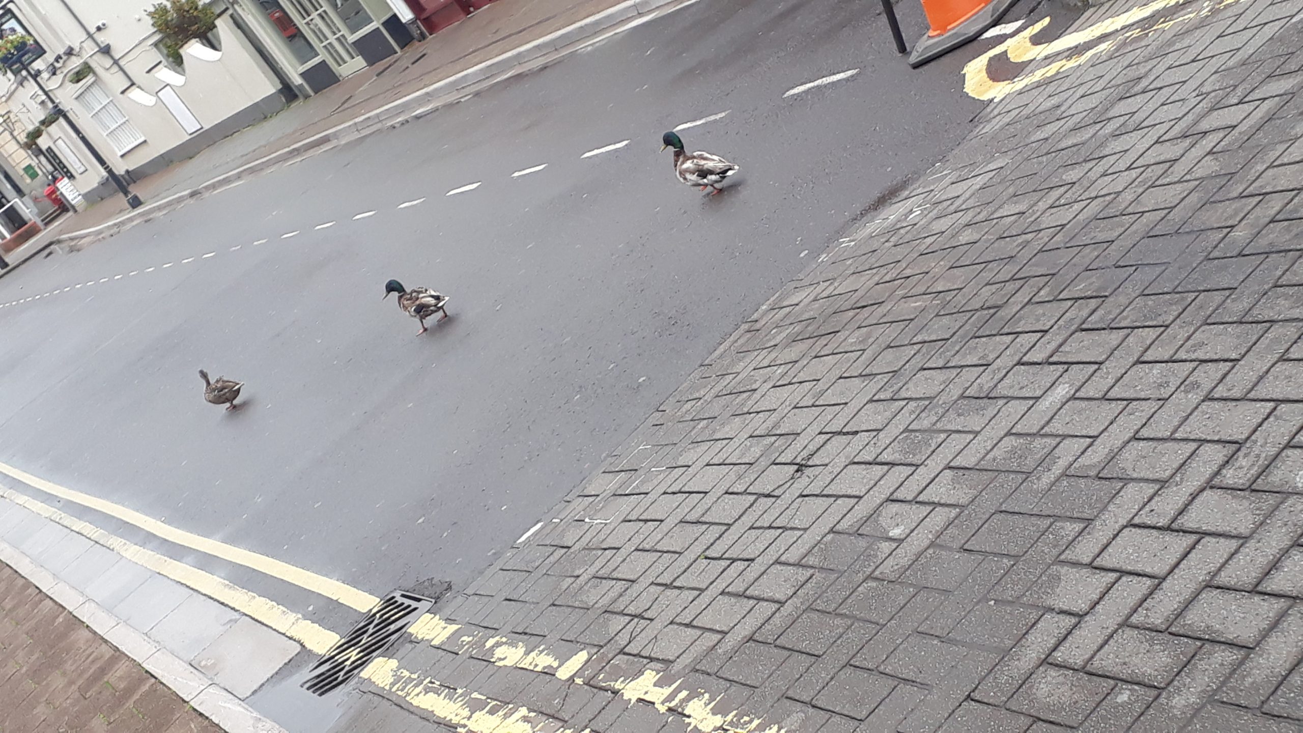 Three Ducks social distancing on Burnham-on-Sea High Street