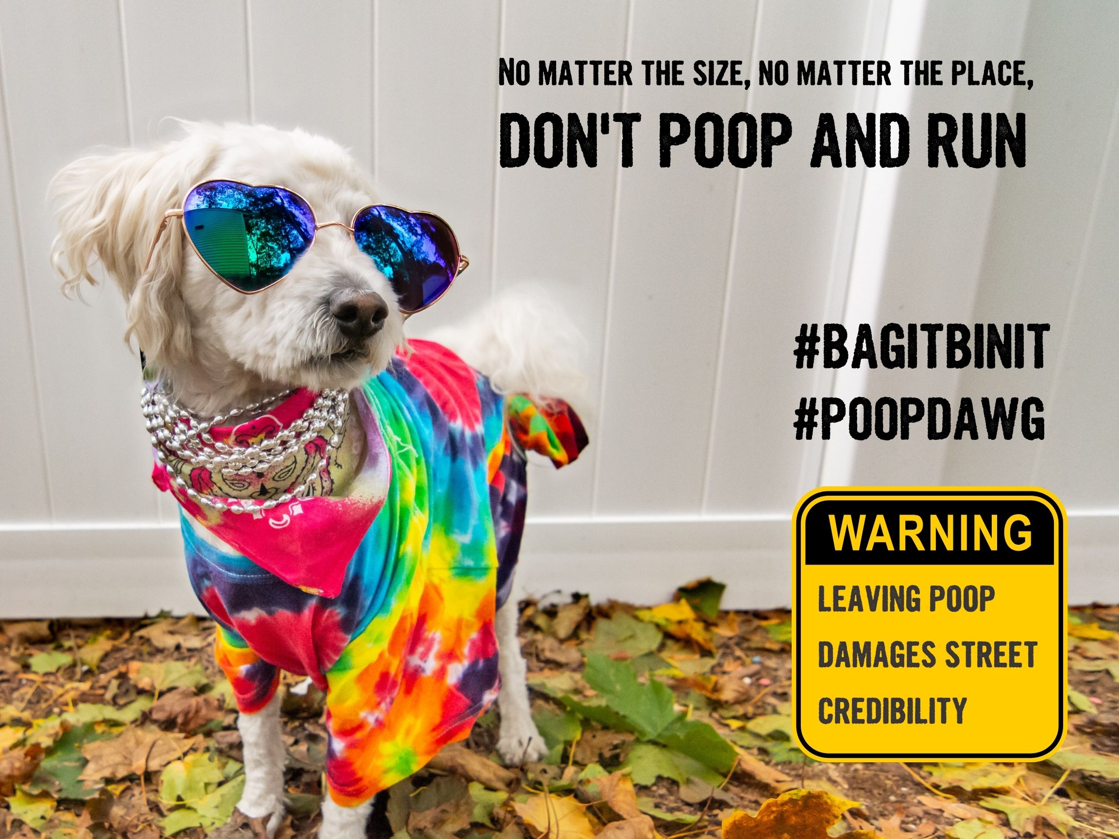 Small white dog dressed in colourful scarf and sunglasses, Don't poop and run