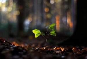 a tree sapling